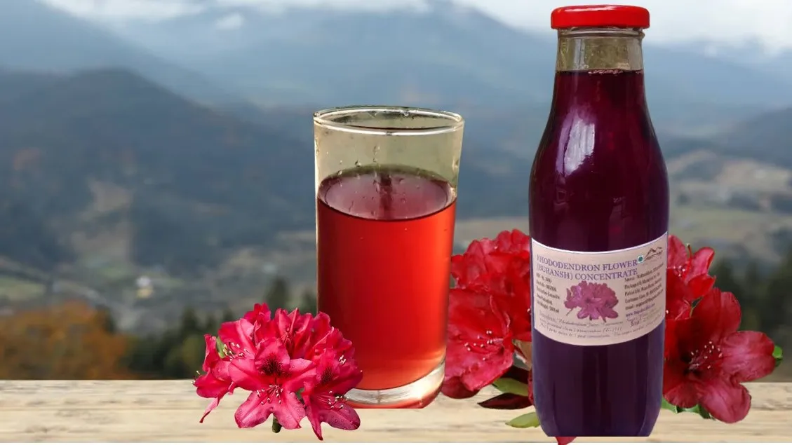 Rhododendron Concentrate from Almora (550 ml)